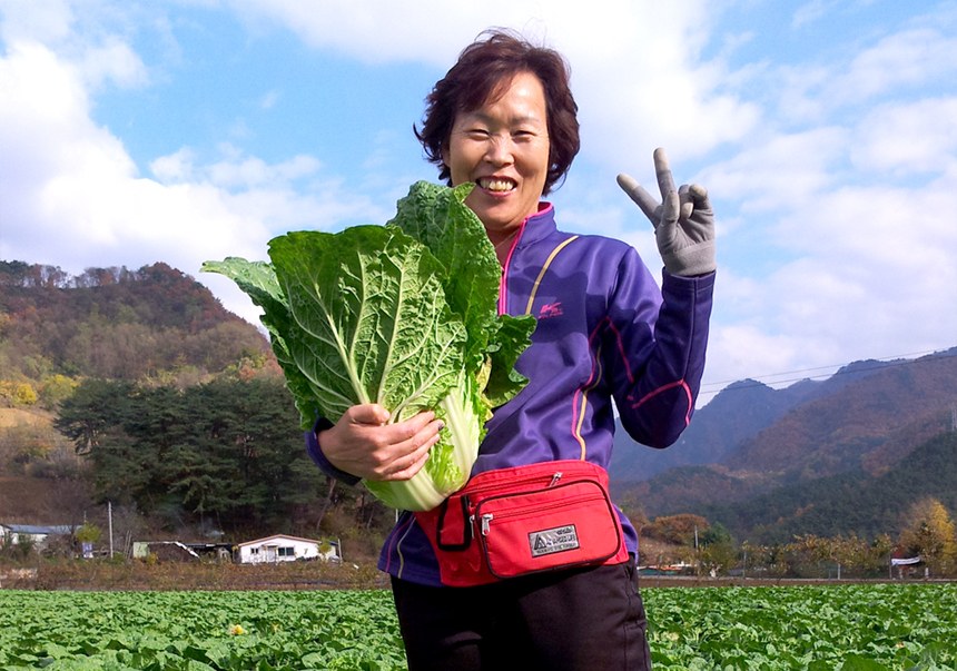 늘푸른농가 대표 배추밭 사진